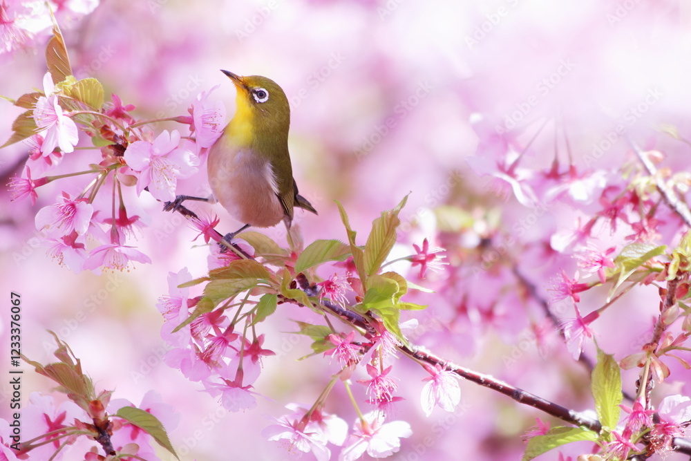 河津桜にとまるメジロ 河津桜にとまるメジロ