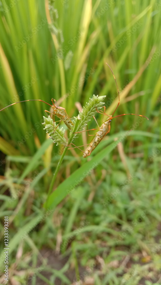 a pair of stink bugs in the grass of the rice field a pair of stink bugs in the grass of the rice field