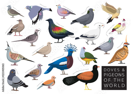 Birds Doves and Pigeons of the World Set Cartoon Vector Character