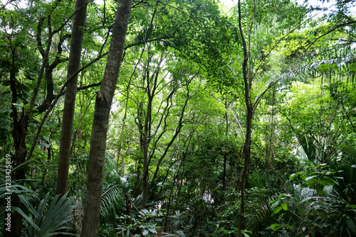 Fotografía Brazilian Atlantic Forest (Mata Atlântica), with its rich and diverse biome
