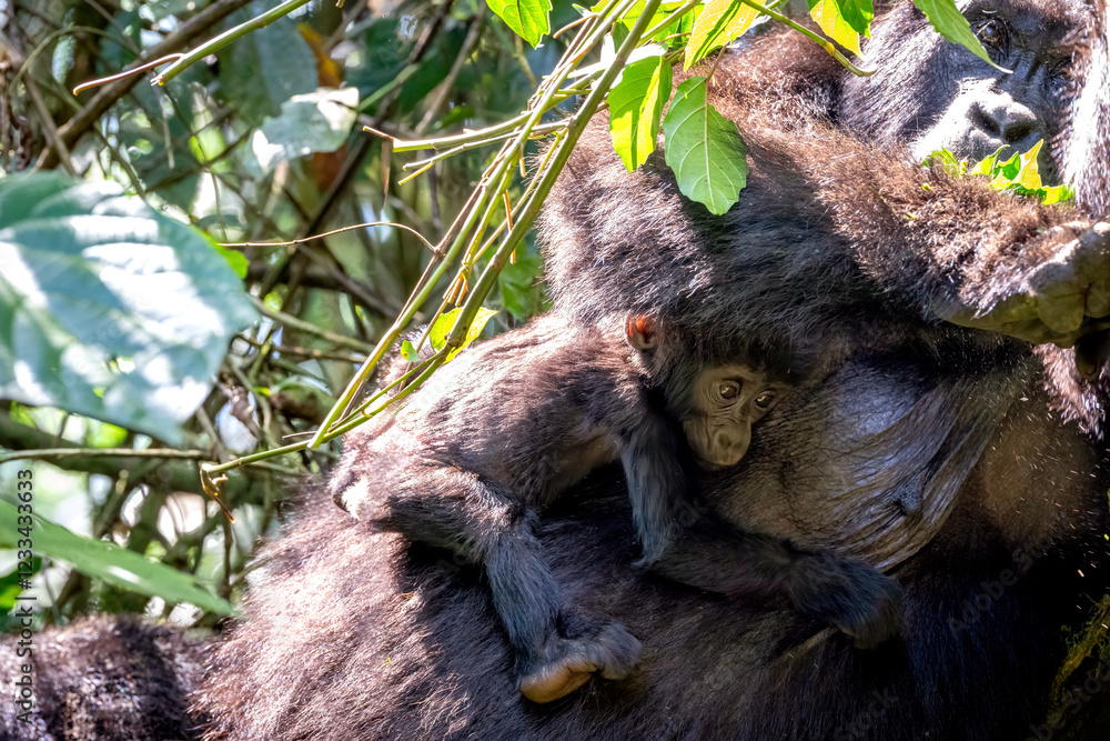 Obraz premium Gorilla baby with mom in Uganda in rainforest.