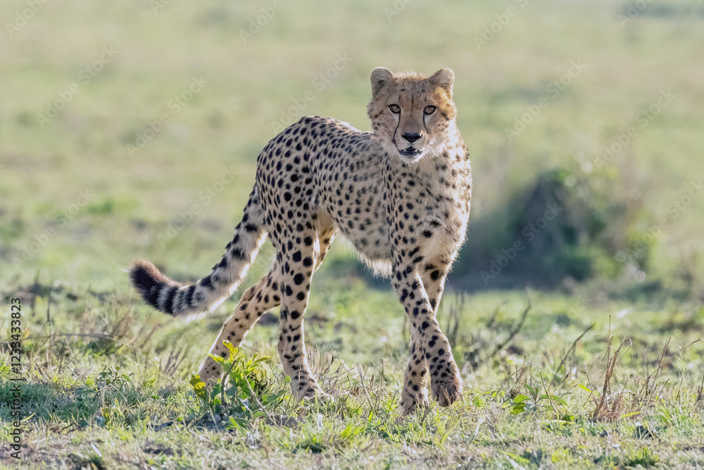 cheetah in serengeti national park cheetah in serengeti national park
