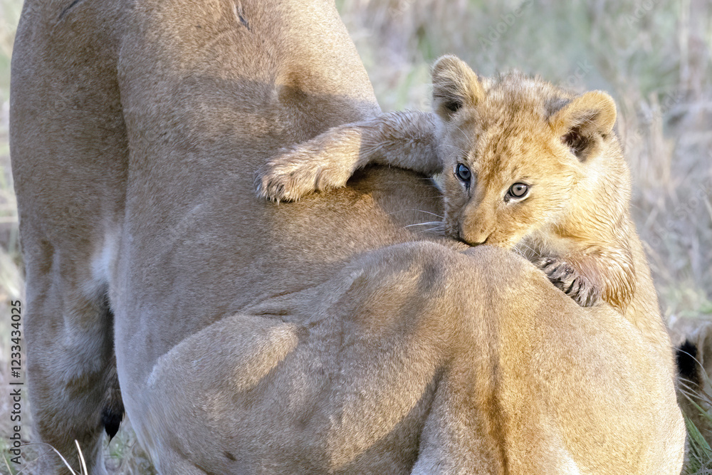 Naklejka premium mother and baby lion jumping on her back
