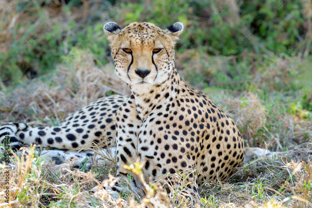 cheetah in serengeti national park cheetah in serengeti national park