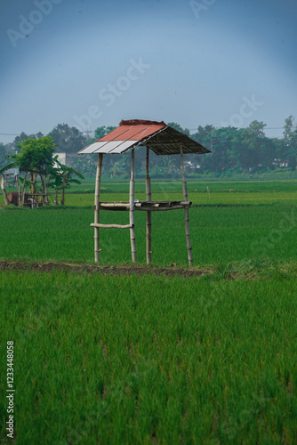 hut in the middle of a rice field