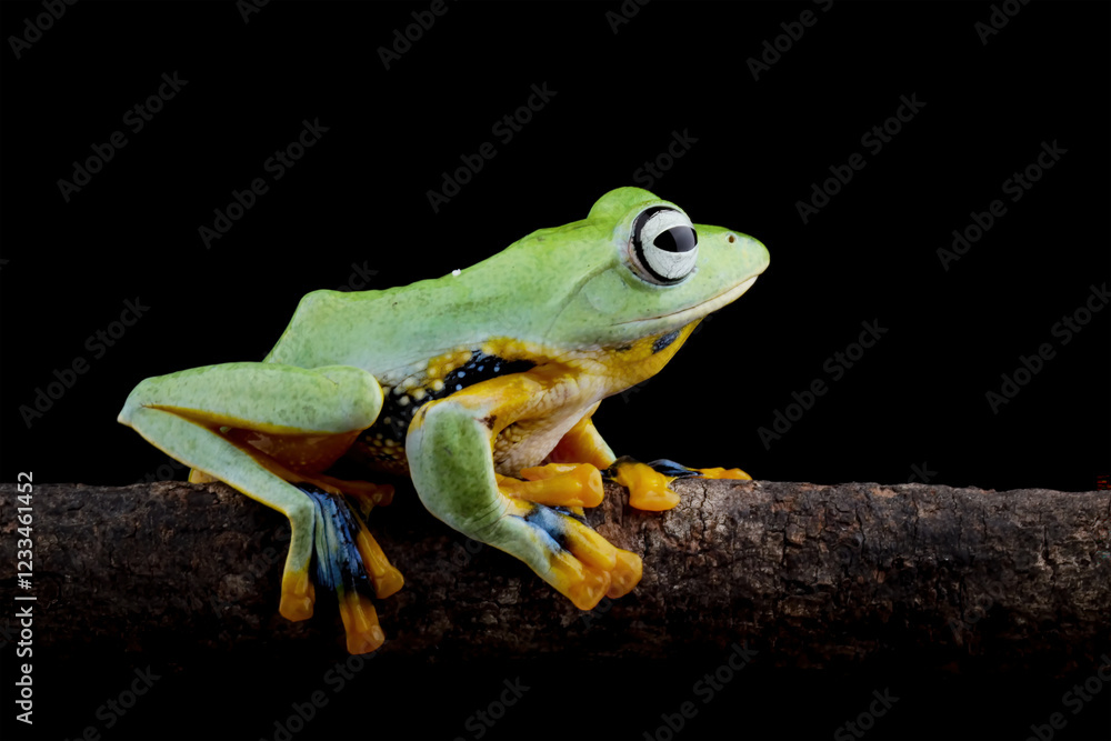 Obraz premium Java tree frog sitting on branch, flying frog Rhacophorus reinwardtii isolated on black