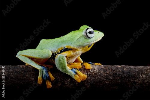 Java tree frog sitting on branch, flying frog Rhacophorus reinwardtii isolated on black photo