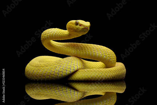 Yellow White-lipped Pit Viper (Trimeresurus insularis), close-up yellow viper snake