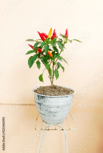 Cute chili flower in flowerpot