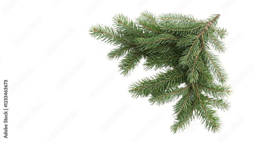 Obraz premium Evergreen pine branch nature transparent background white close-up natural beauty
