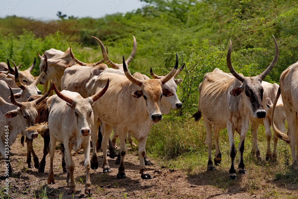 West Africa. Senegal. A herd of Zebu cows with large magnificent horns near a small lake go to drink. West Africa. Senegal. A herd of Zebu cows with large magnificent horns near a small lake go to drink.