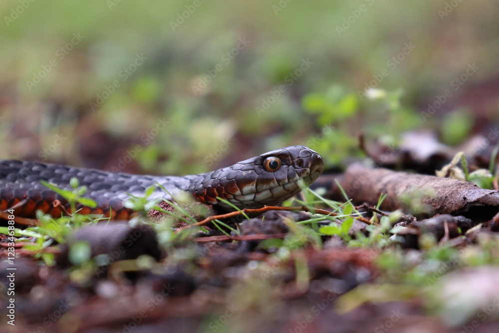 lowland copperhead lowland copperhead