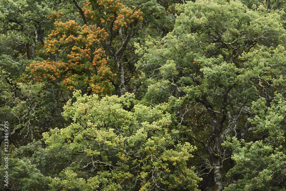 Obraz premium The Diverse Spectrum of Oak Tree Types Captured in a Single, Illustrated Compilation