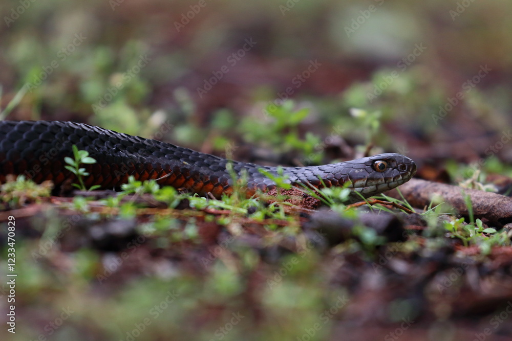 Fototapeta premium lowland copperhead