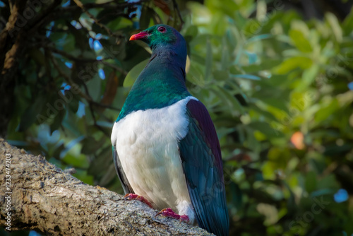 Green wood pigeon of New Zealand