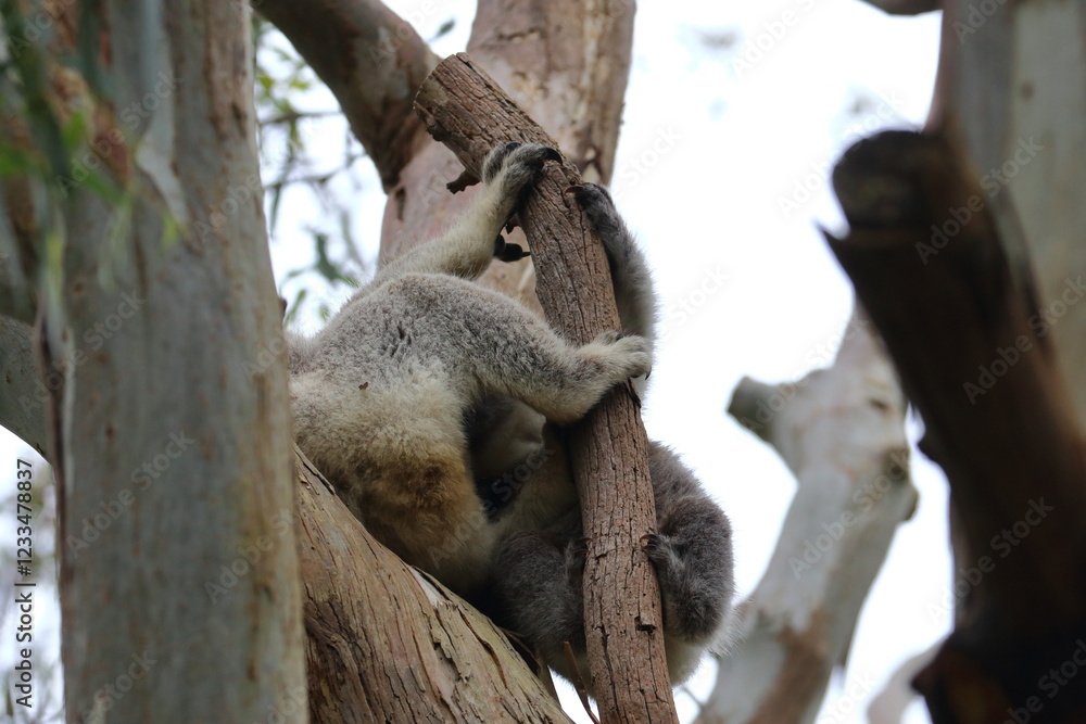 Naklejka premium koala