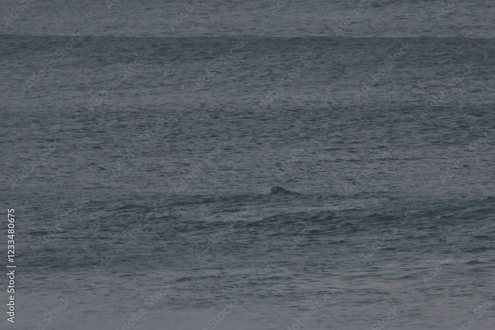 southern right whale southern right whale
