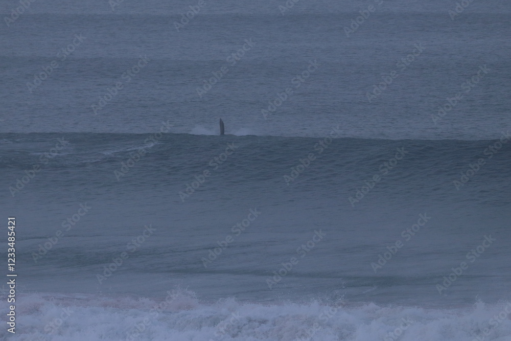 Obraz premium southern right whale