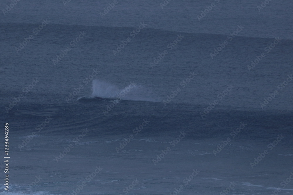 Fototapeta premium southern right whale