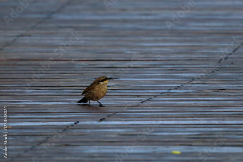 honeyeater photo