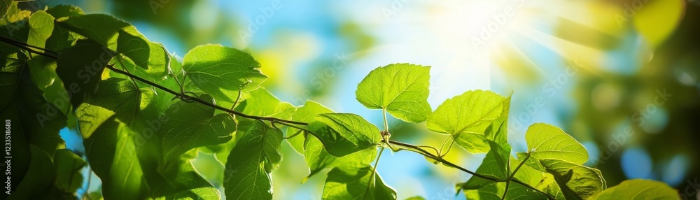 Vibrant green leaves illuminated by sunlight create a lively and refreshing atmosphere, symbolizing growth and nature's beauty. Vibrant green leaves illuminated by sunlight create a lively and refreshing atmosphere, symbolizing growth and nature's beauty.