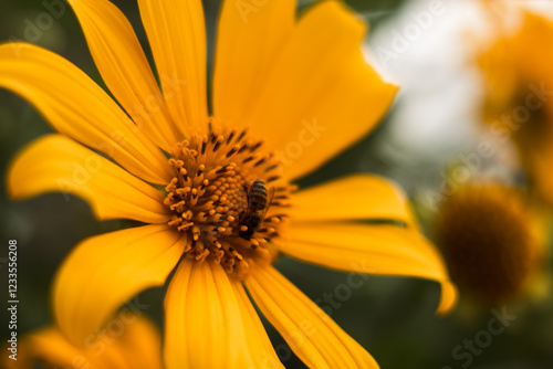 yellow flower closeup