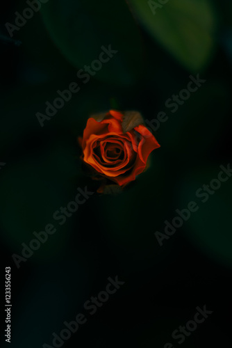 red rose on black