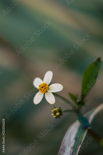 flower with dew