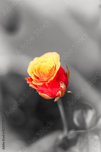 red & yellow rose on black