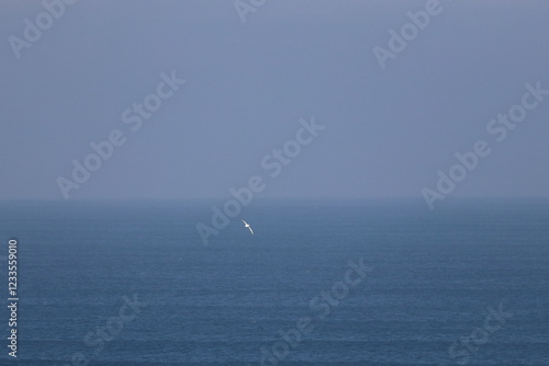 southern right whale