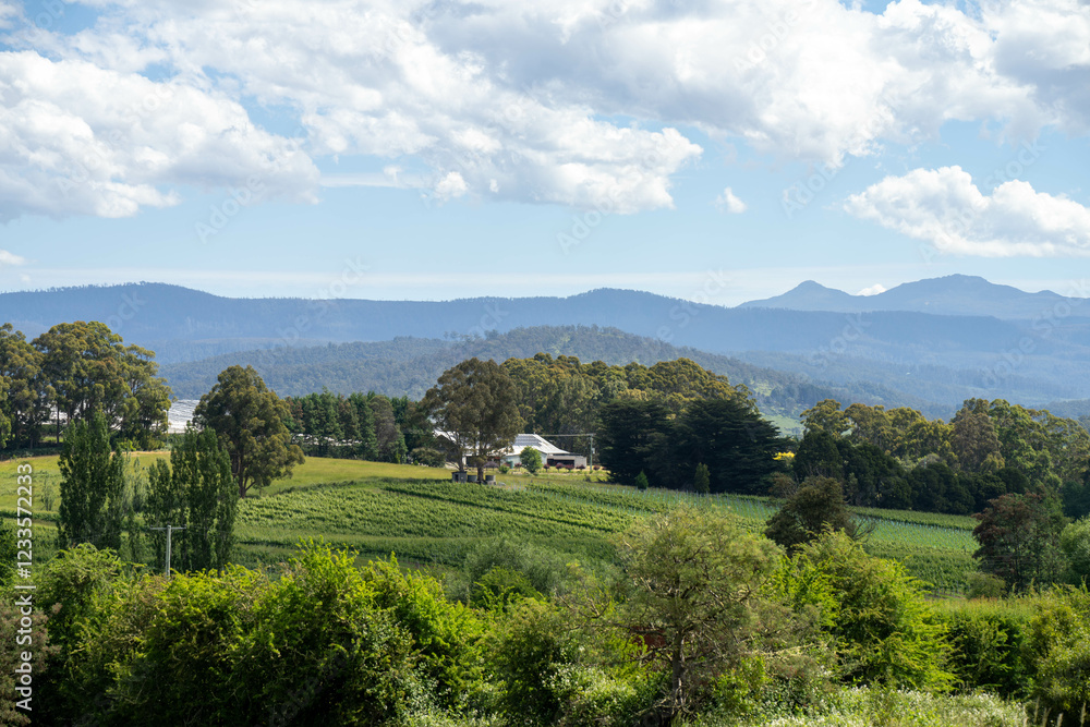 Naklejka premium apple tree orchard getting new leaves in spring in australia in rolling hills landscape