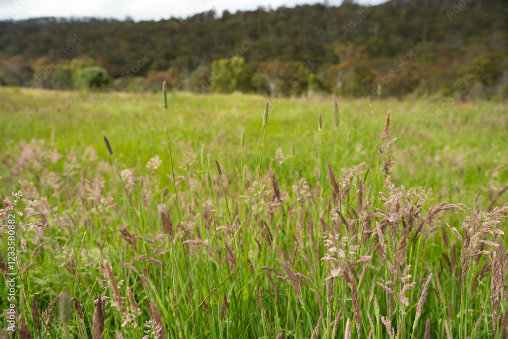 agriculture crops, pasture and grasses growing in sustainable food production on a regenerative farm. native plants storing carbon at dusk.   australian farming landscape in spring