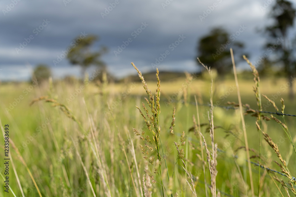agriculture crops, pasture and grasses growing in sustainable food production on a regenerative farm. native plants storing carbon at dusk. australian farming landscape in spring agriculture crops, pasture and grasses growing in sustainable food production on a regenerative farm. native plants storing carbon at dusk. australian farming landscape in spring