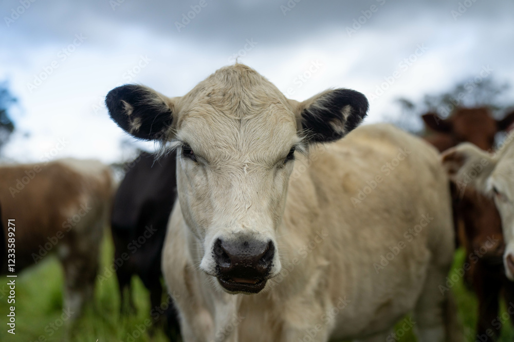 beautiful cattle in Australia eating grass, grazing on pasture. Herd of cows free range beef being regenerative raised on an agricultural farm. Sustainable farming beautiful cattle in Australia eating grass, grazing on pasture. Herd of cows free range beef being regenerative raised on an agricultural farm. Sustainable farming