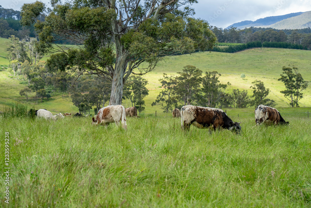 Fototapeta premium Stud beef cows in a field on a farm in England. English cattle in a meadow grazing on pasture in springtime. Green grass growing in a paddock on a sustainable agricultural ranch business.