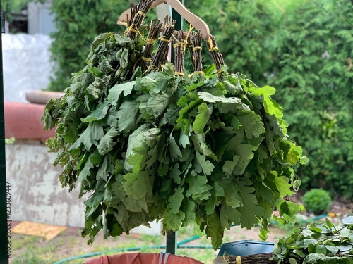 Harvesting oak brooms for a bathhouse in June and summer.