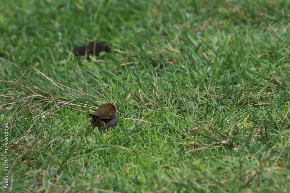 firetail firetail