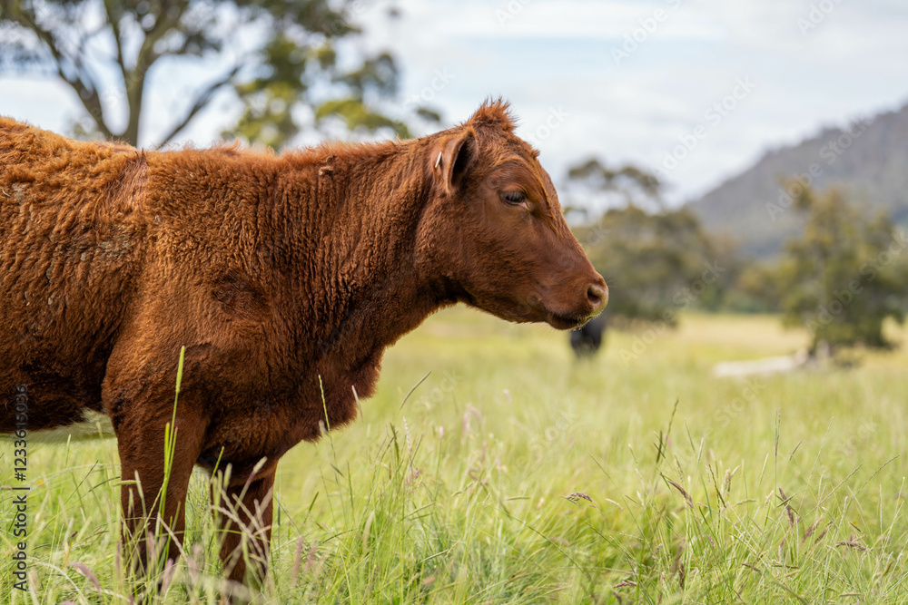 beautiful cattle in Australia eating grass, grazing on pasture. Herd of cows free range beef being regenerative raised on an agricultural farm. Sustainable farming beautiful cattle in Australia eating grass, grazing on pasture. Herd of cows free range beef being regenerative raised on an agricultural farm. Sustainable farming