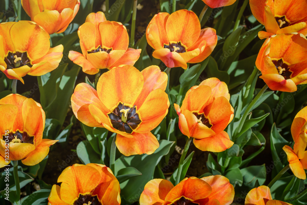 Blooming yellow and red tulips, selective focus Blooming yellow and red tulips, selective focus