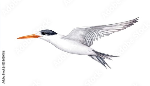 A graceful bird in mid-flight showcasing its vibrant colors against a white background photo