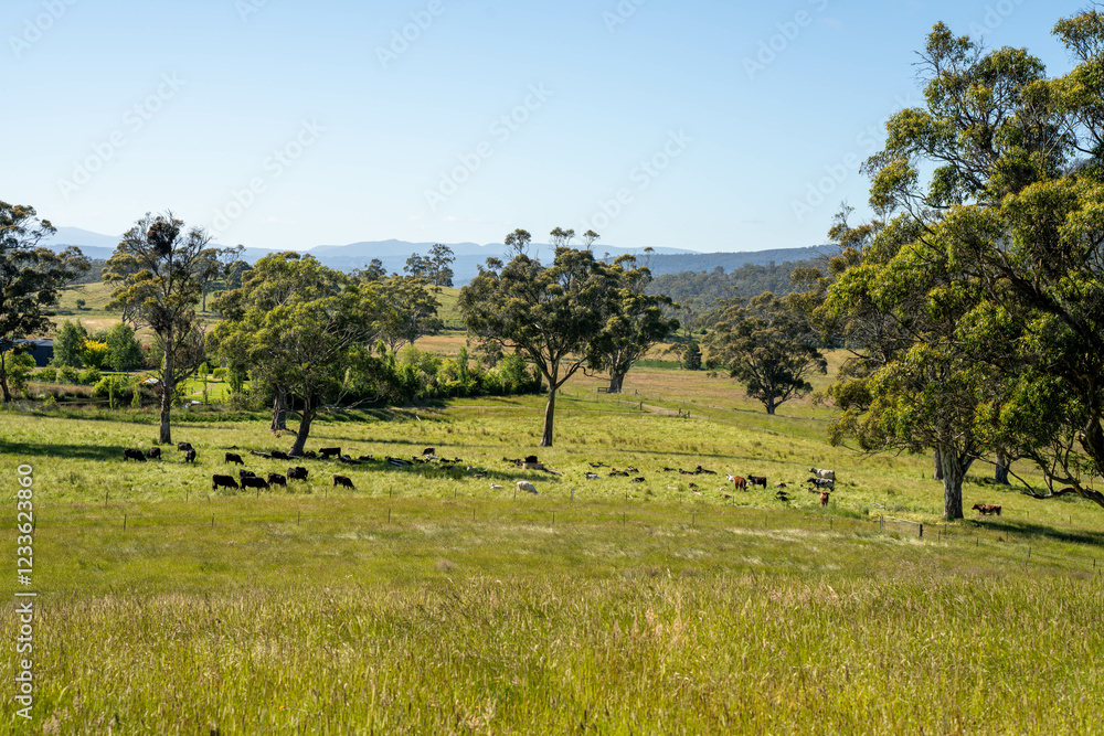 agriculture crops, pasture and grasses growing in sustainable food production on a regenerative farm. native plants storing carbon at dusk. australian farming landscape in spring agriculture crops, pasture and grasses growing in sustainable food production on a regenerative farm. native plants storing carbon at dusk. australian farming landscape in spring