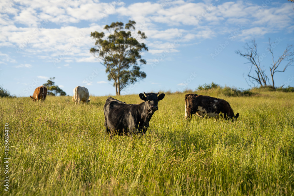 beautiful cattle in Australia eating grass, grazing on pasture. Herd of cows free range beef being regenerative raised on an agricultural farm. Sustainable farming beautiful cattle in Australia eating grass, grazing on pasture. Herd of cows free range beef being regenerative raised on an agricultural farm. Sustainable farming