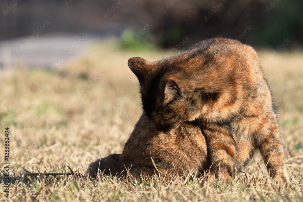 Fototapeta premium 芝生で遊ぶ猫