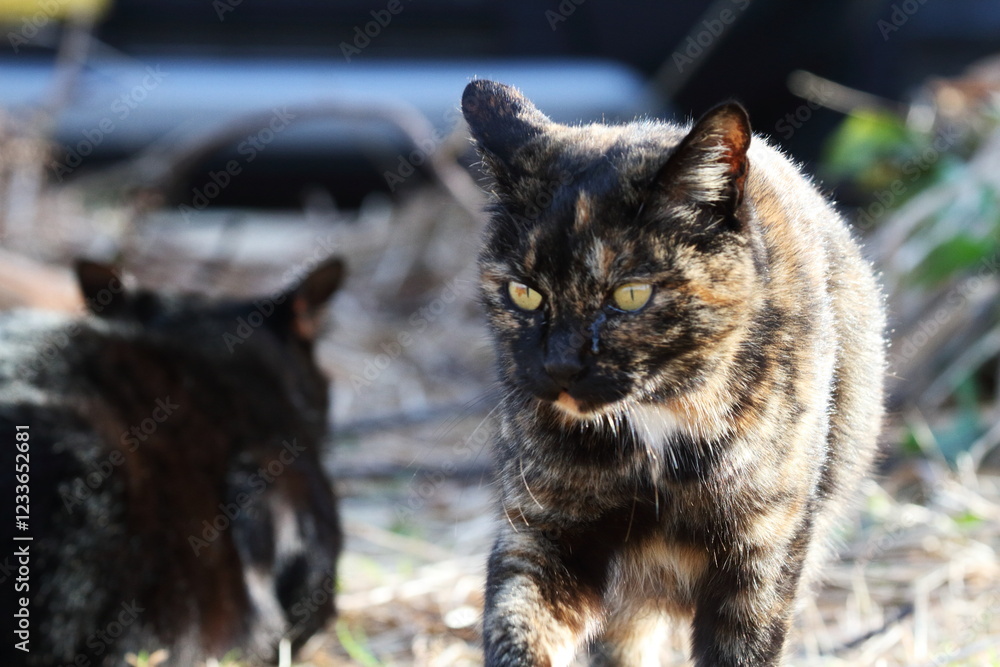 Obraz premium 何かを狙う猫