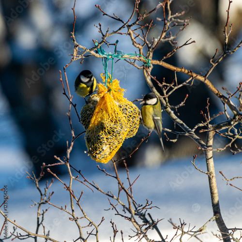 bird feeder with bird, winter bird feeding, cold weather help for wild birds photo