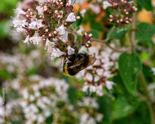 beautiful, summer flower close-up, insect in flower, plant pollination, mid summer, flowering time, flowers photo