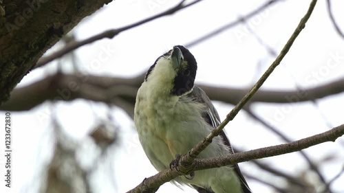 A wild Grey butcherbird, (Cracticus torquatus) perched on the tree branch in its natural habitat, emitting melodic chirping calls, close up shot of bird species endemic to Australia.