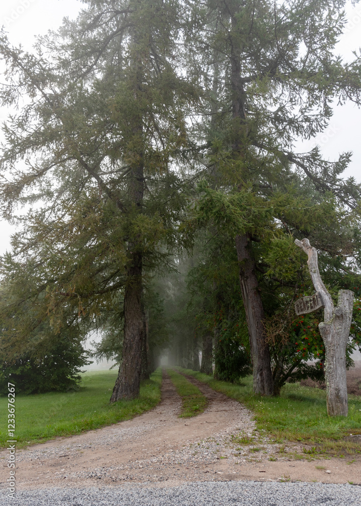 landscape with trees in fog in the morning, early summer morning, morning fog landscape with trees in fog in the morning, early summer morning, morning fog