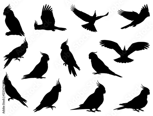 COCKATIEL SILHOUETTE ON WHITE BACKGROUND