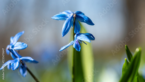 One of the earliest blooming spring bulbs, Scilla siberica, in spring on a natural background